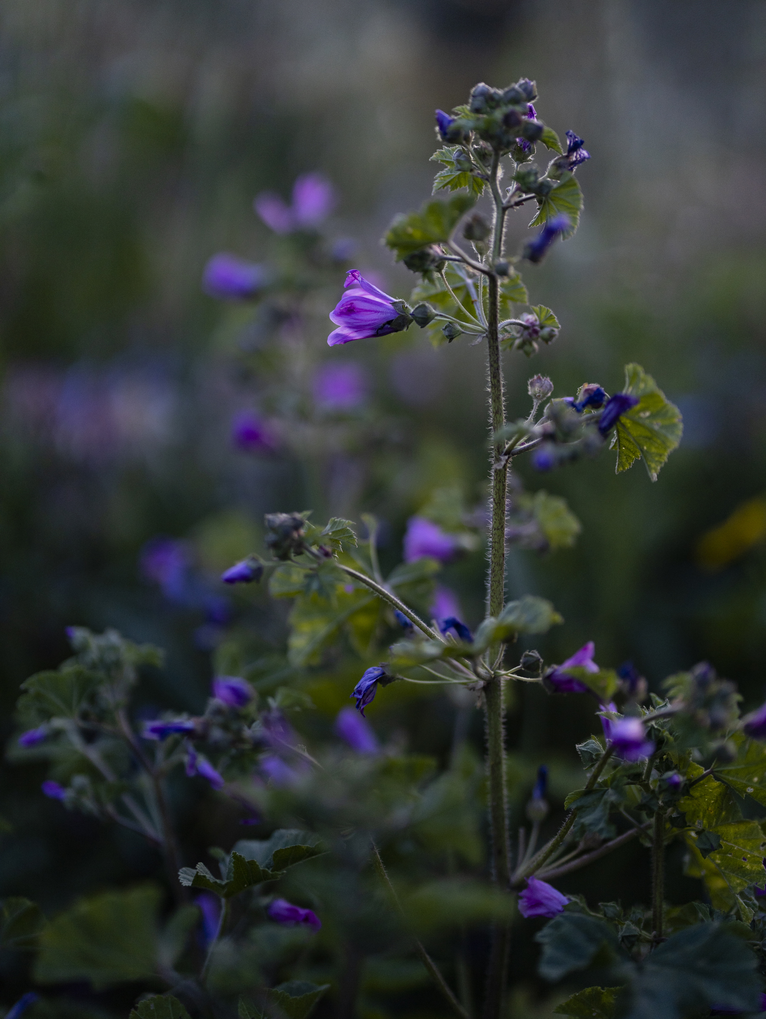 EOS R review_Part 2_Vilot Flower